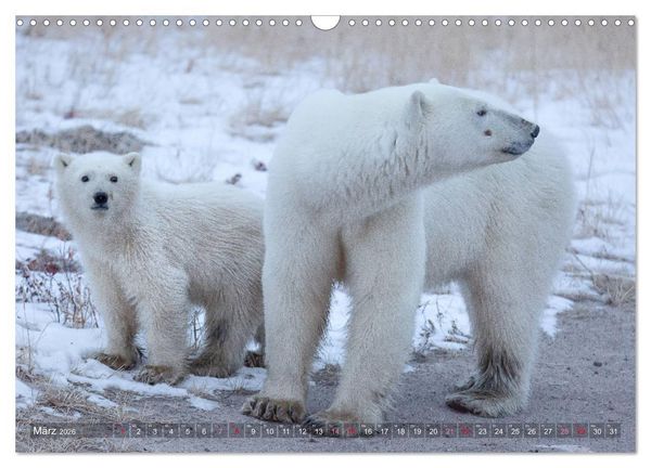 Produktbild: AN DER HUDSON BAY (Wandkalender 2026 DIN A3 quer), CALVENDO Monatskalender