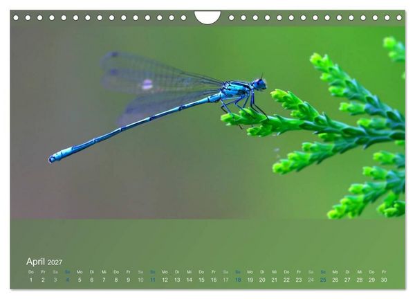 Produktbild: Falter, K&auml;fer und Co.faszinierend, doch extrem gef&auml;hrdet (Wandkalender 2027 DIN A4 quer), CALVENDO Monatskalender