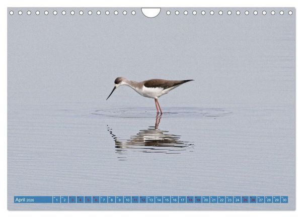 Produktbild: V&ouml;gel der Algarve (Wandkalender 2026 DIN A4 quer), CALVENDO Monatskalender