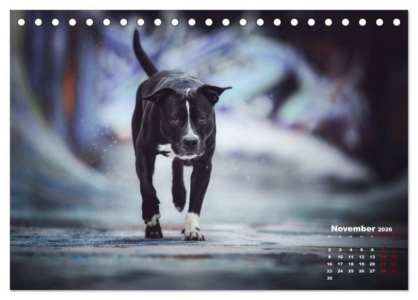 Produktbild: Listenhunde - mehr als nur eine Kategorie (Tischkalender 2026 DIN A5 quer), CALVENDO Monatskalender