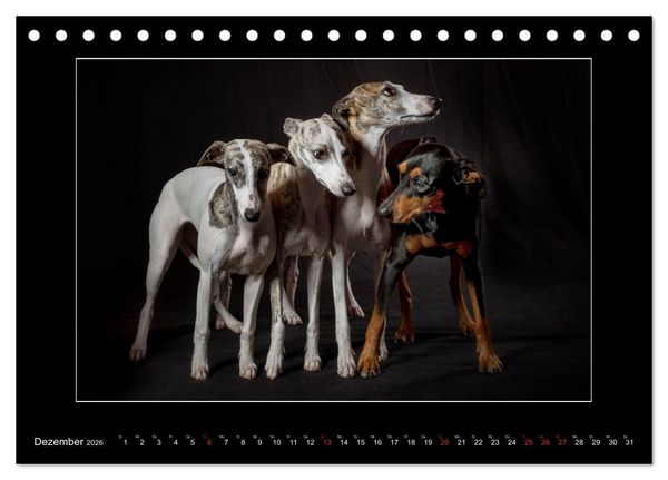 Produktbild: Windhunde - Schnelle Sch&ouml;nheiten (Tischkalender 2026 DIN A5 quer), CALVENDO Monatskalender