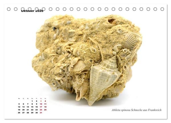 Produktbild: Fossilien - Ammoniten, Trilobiten, Erdgeschichte (Tischkalender 2026 DIN A5 quer), CALVENDO Monatskalender
