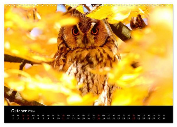Produktbild: Naturjuwelen - Neusiedler See (Wandkalender 2026 DIN A2 quer), CALVENDO Monatskalender