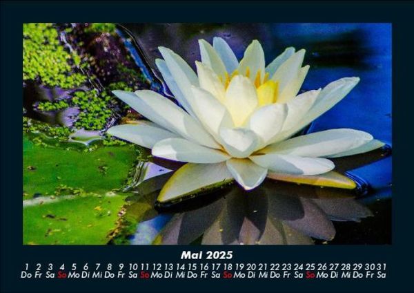 Produktbild: Rosentraum 2025 Fotokalender DIN A5