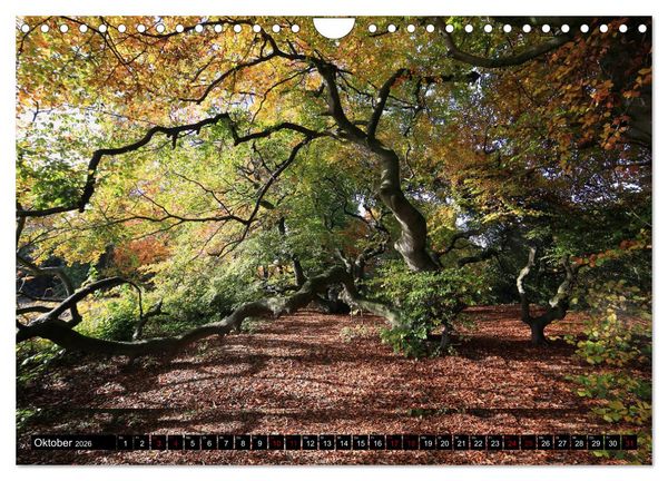 Produktbild: Die S&uuml;ntelbuchenallee (Wandkalender 2026 DIN A4 quer), CALVENDO Monatskalender