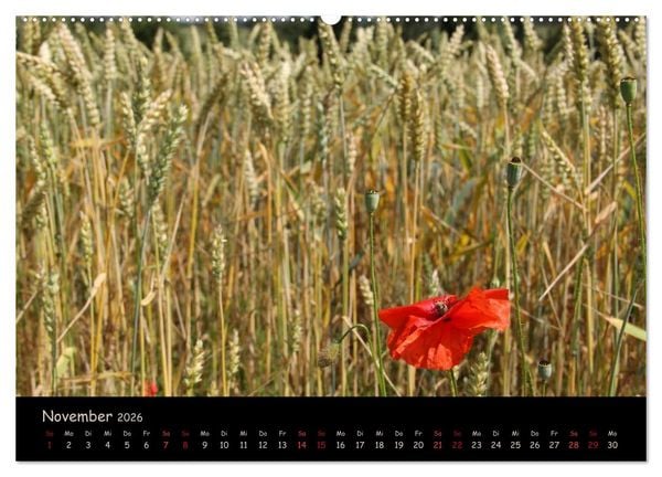 Produktbild: Just Mohn (hochwertiger Premium Wandkalender 2026 DIN A2 quer), Kunstdruck in Hochglanz