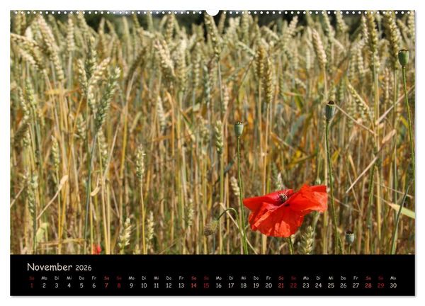 Produktbild: Just Mohn (Wandkalender 2026 DIN A2 quer), CALVENDO Monatskalender