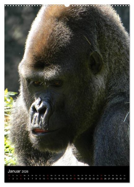 Produktbild: Gorillas (Wandkalender 2026 DIN A2 hoch), CALVENDO Monatskalender