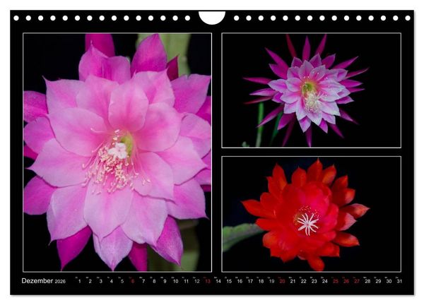Produktbild: Epiphyllum-Hybriden (Wandkalender 2026 DIN A4 quer), CALVENDO Monatskalender