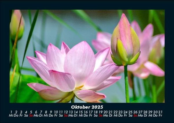 Produktbild: Pflanzen und Bl&uuml;ten 2025 Fotokalender DIN A5