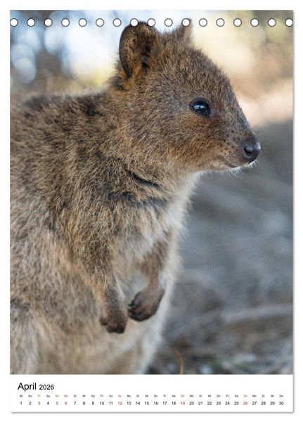 Produktbild: Australien - Hilfe f&uuml;r die einzigartige Tierwelt (Tischkalender 2026 DIN A5 hoch), CALVENDO Monatskalender