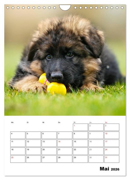 Produktbild: Deutsche Sch&auml;ferhundwelpen zum Verlieben (Wandkalender 2026 DIN A4 hoch), CALVENDO Monatskalender