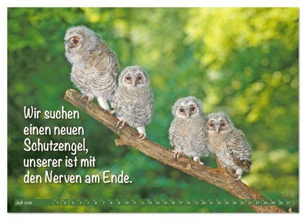 Produktbild: Die Eulen sind los: Edition lustige Tiere (Tischkalender 2026 DIN A5 quer), CALVENDO Monatskalender