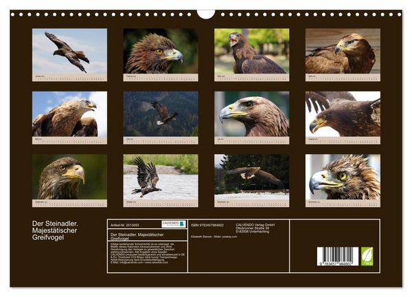 Produktbild: Der Steinadler. Majest&auml;tischer Greifvogel (Wandkalender 2026 DIN A3 quer), CALVENDO Monatskalender