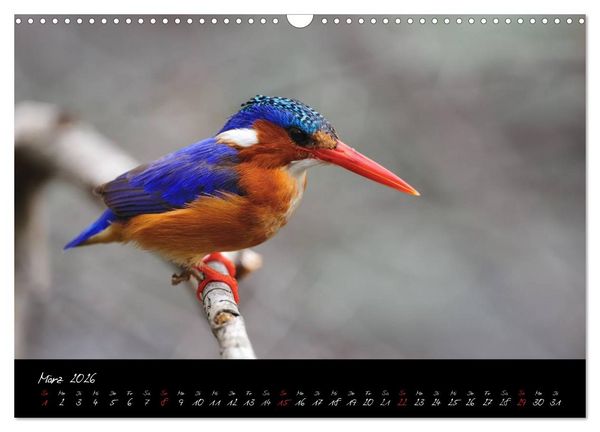 Produktbild: S&uuml;dafrika (Wandkalender 2026 DIN A3 quer), CALVENDO Monatskalender