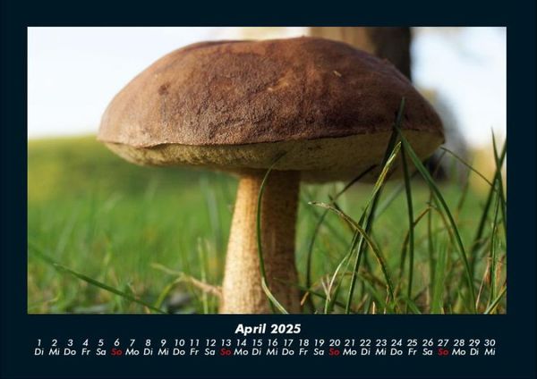 Produktbild: Pilzkalender 2025 Fotokalender DIN A4