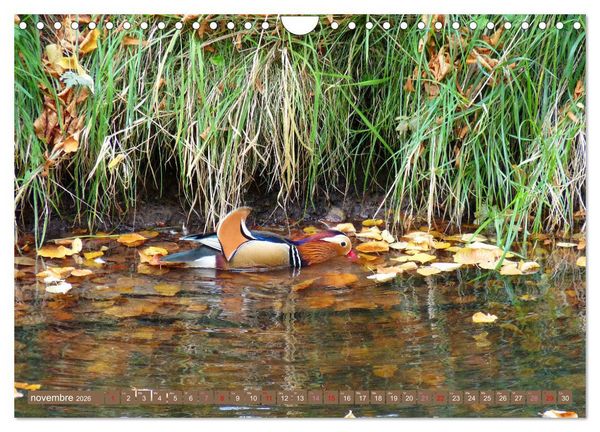 Produktbild: D'adorables nageurs &agrave; plumes (Calendrier mural 2026 DIN A4 vertical), CALVENDO calendrier mensuel
