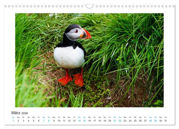 Produktbild: PAPAGEIENTAUCHER - Clowns der Nordmeere (Wandkalender 2026 DIN A3 quer), CALVENDO Monatskalender
