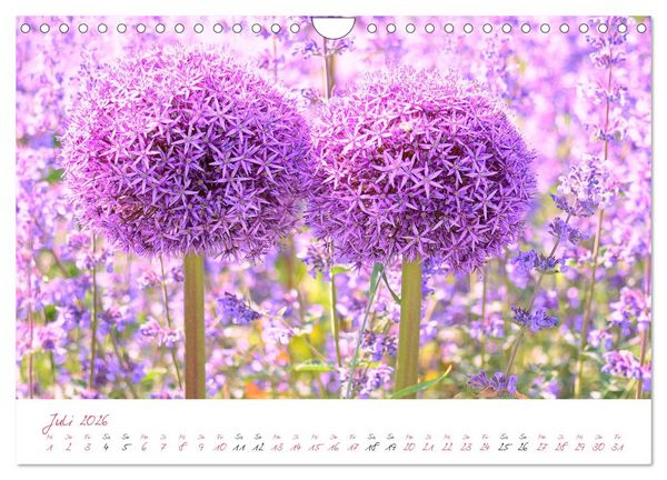 Produktbild: Bl&uuml;tentr&auml;ume in violett und pink (Wandkalender 2026 DIN A4 quer), CALVENDO Monatskalender