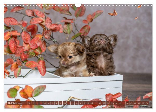Produktbild: Chihuahua-Babys - Amy und Angel im Studio (Wandkalender 2026 DIN A3 quer), CALVENDO Monatskalender