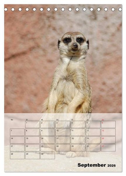 Produktbild: Erdm&auml;nnchen - Afrikas liebenswerte Zwerge (Tischkalender 2026 DIN A5 hoch), CALVENDO Monatskalender