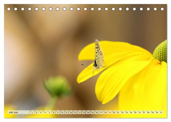Produktbild: Wenn die Hummeln zum naschen kommen, ist dein Garten perfekt (Tischkalender 2026 DIN A5 quer), CALVENDO Monatskalender
