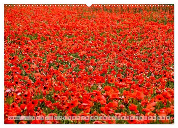 Produktbild: Voll Mohn (Wandkalender 2026 DIN A2 quer), CALVENDO Monatskalender