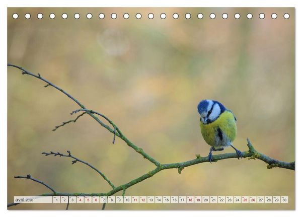 Produktbild: Oiseaux libres et sauvages (Calendrier de bureau 2026 DIN A5 vertical), CALVENDO calendrier mensuel