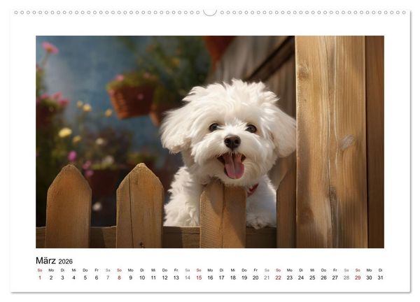 Produktbild: Bichon fris&eacute;, wei&szlig;e H&uuml;ndchen mit lockigem Haar (Wandkalender 2026 DIN A2 quer), CALVENDO Monatskalender