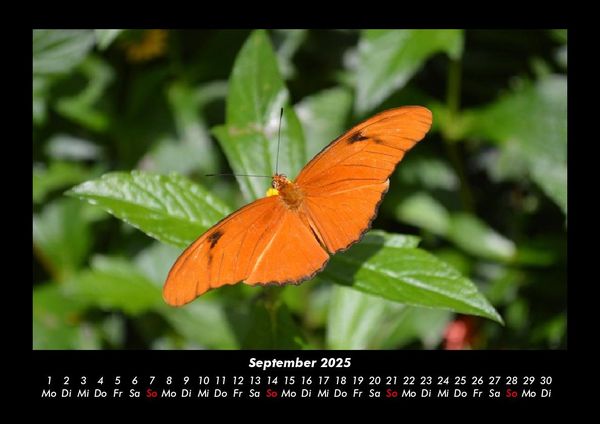 Produktbild: Bunte Pracht der Schmetterlinge 2025 Fotokalender DIN A3