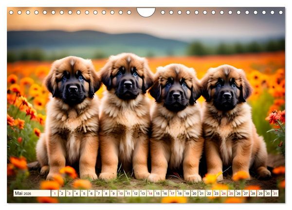 Produktbild: Leonberger - der zahme L&ouml;we (Wandkalender 2026 DIN A4 quer), CALVENDO Monatskalender