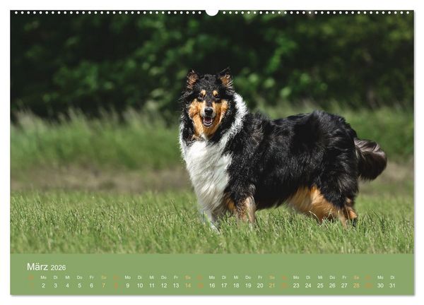 Produktbild: Fantastische Collies - Sieger der Herzen (Wandkalender 2026 DIN A2 quer), CALVENDO Monatskalender