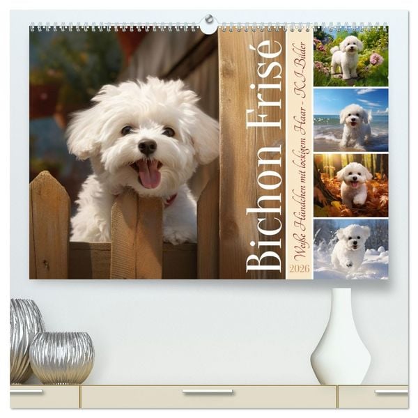 Bichon frisé, weiße Hündchen mit lockigem Haar (hochwertiger Premium Wandkalender 2026 DIN A2 quer), Kunstdruck in Hochglanz