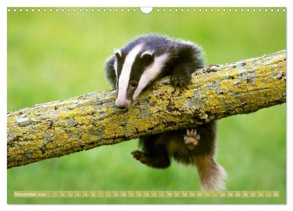 Produktbild: Wald-Kindergarten: Tierkinder im Wald (Wandkalender 2026 DIN A3 quer), CALVENDO Monatskalender