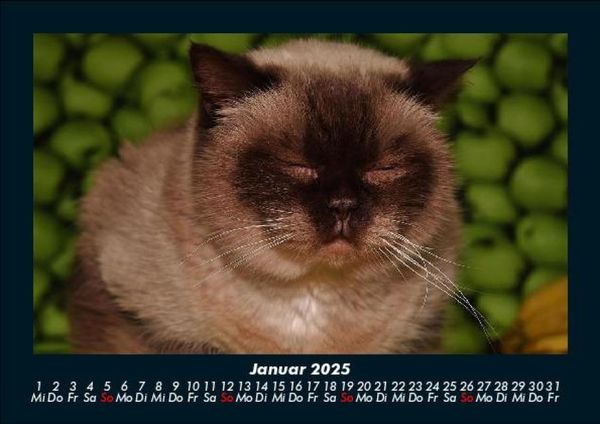 Produktbild: F&uuml;r Katzenfreunde 2025 Fotokalender DIN A5