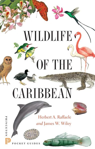 Produktbild: Wildlife of the Caribbean