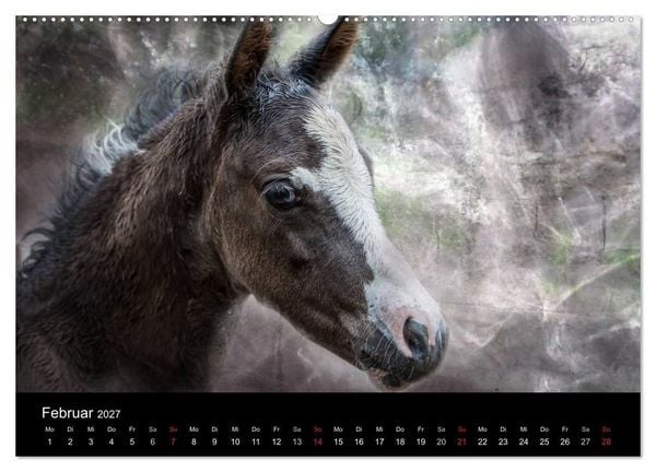 Produktbild: Pferde zum Tr&auml;umen (hochwertiger Premium Wandkalender 2027 DIN A2 quer), Kunstdruck in Hochglanz