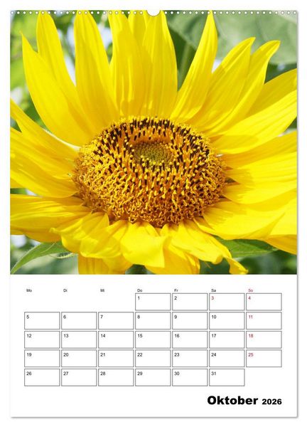 Produktbild: Leuchtende Sonnenblumen (Wandkalender 2026 DIN A2 hoch), CALVENDO Monatskalender