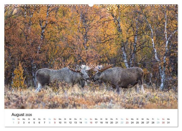 Produktbild: Tierwelt Skandinaviens (Wandkalender 2026 DIN A2 quer), CALVENDO Monatskalender