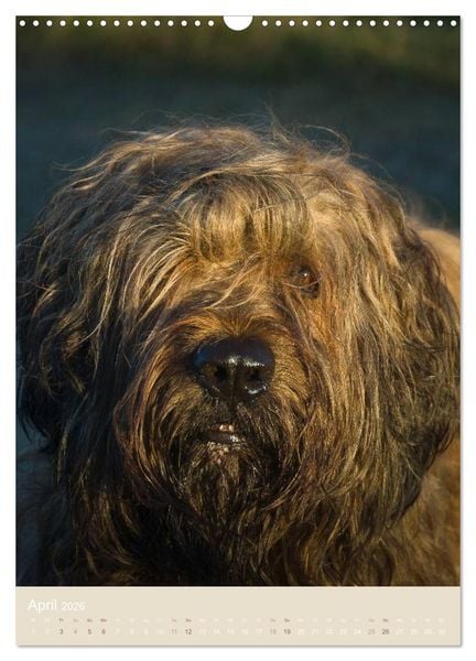 Produktbild: Briard-Gesichter (Wandkalender 2026 DIN A3 hoch), CALVENDO Monatskalender