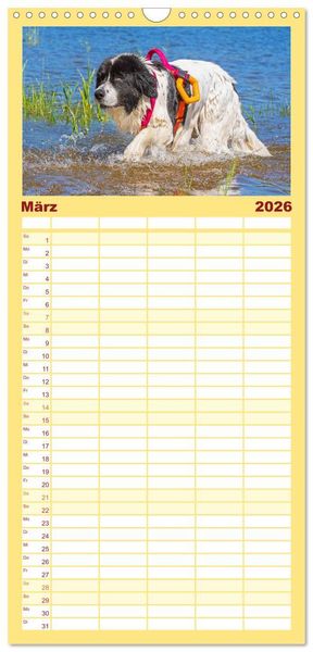 Produktbild: Familienplaner 2026 - Landseer - Ein starker Freund auf 4 Pfoten mit 5 Spalten (Wandkalender, 21 x 45 cm) CALVENDO