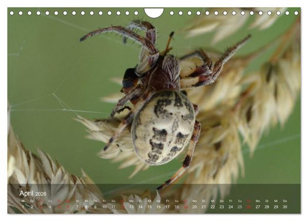 Produktbild: Faszination Spinnen (Wandkalender 2026 DIN A4 quer), CALVENDO Monatskalender