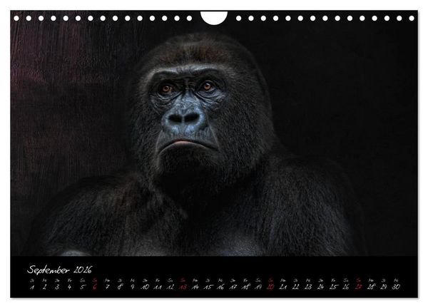 Produktbild: Gorilla (Wandkalender 2026 DIN A4 quer), CALVENDO Monatskalender