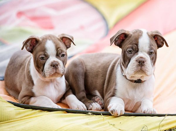 Produktbild: Colored Boston Terrier Geschwister Red/White (Puzzle)