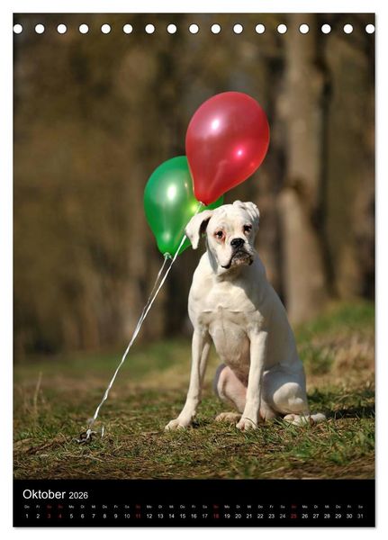 Produktbild: Boxer? Na klar! (Tischkalender 2026 DIN A5 hoch), CALVENDO Monatskalender