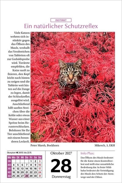 Produktbild: Katzen Tageskalender 2027