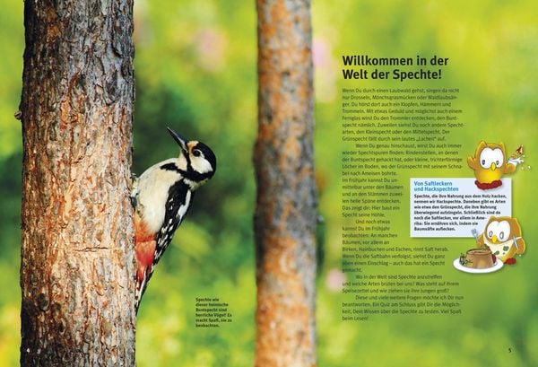 Produktbild: Entdecke die Spechte