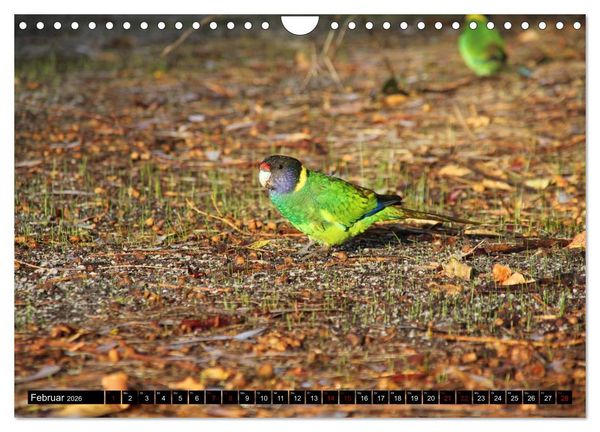 Produktbild: Koala, K&auml;nguru und Co. &ndash; Das wilde Tierreich Australiens (Wandkalender 2026 DIN A4 quer), CALVENDO Monatskalender