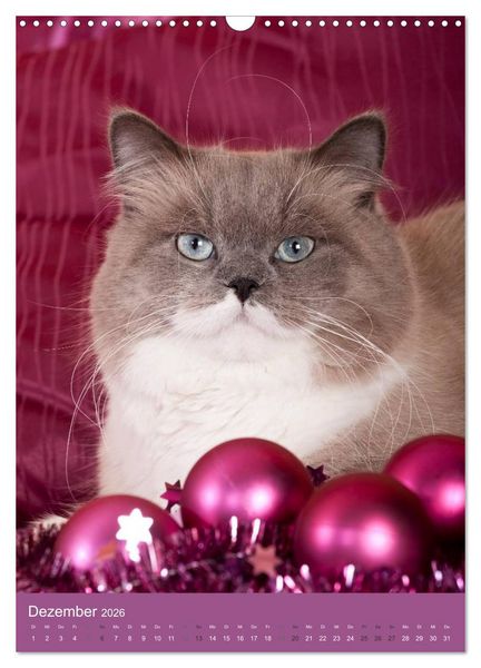 Produktbild: Britisch Langhaar Katzen (Wandkalender 2026 DIN A3 hoch), CALVENDO Monatskalender