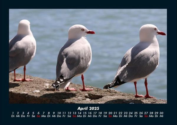 Produktbild: Welt der V&ouml;gel 2025 Fotokalender DIN A4